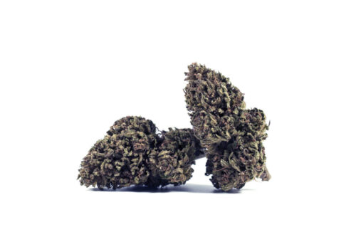 Amnesia Purple (15G)